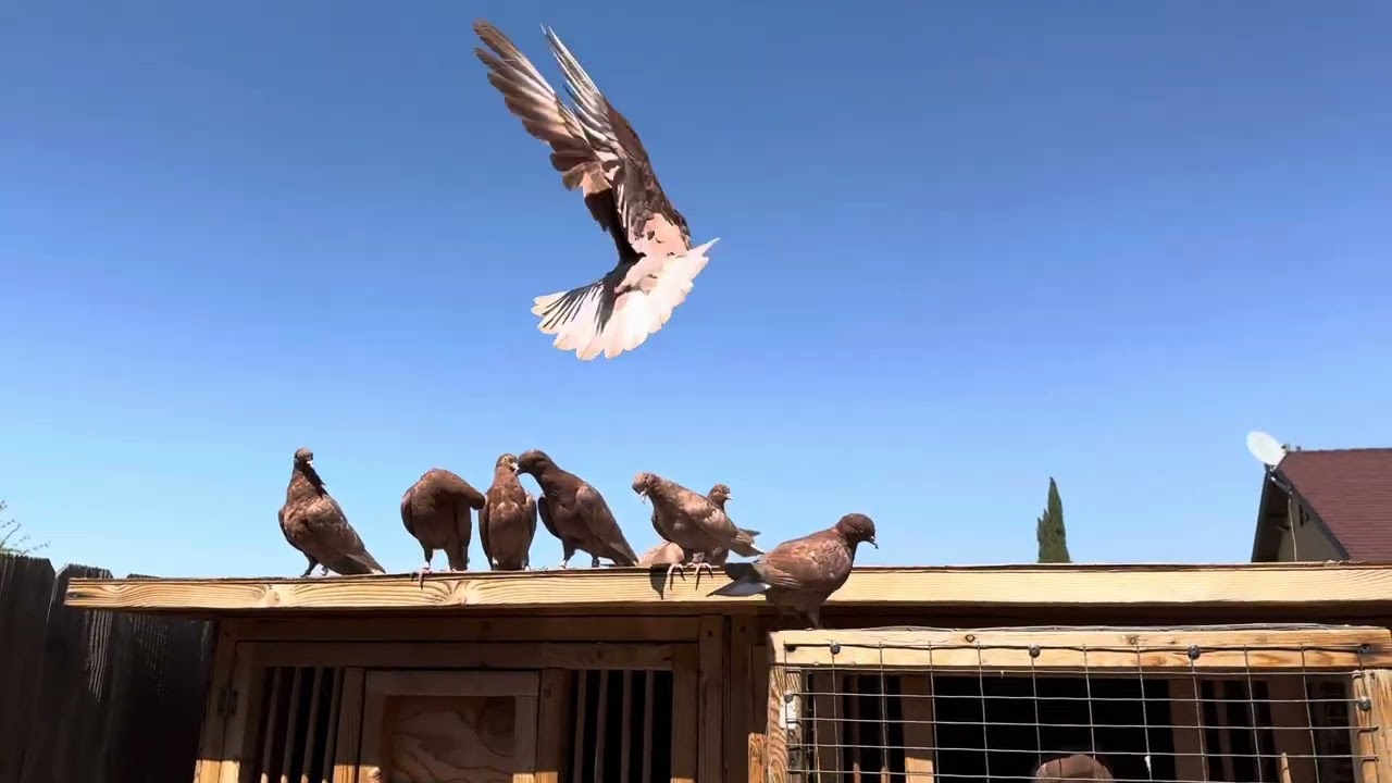 How to train and home Birmingham roller pigeons