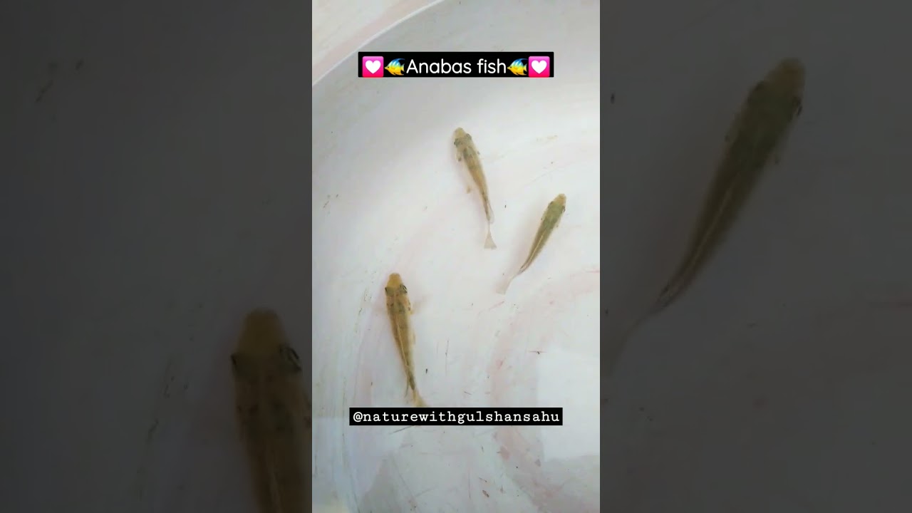 Anabas fish 🐬👌🐡 #fish #shorts #video @naturewithgulshansahu