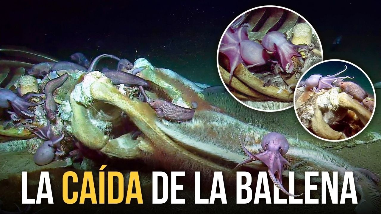 La extraña vida que nace después que la ballena muere