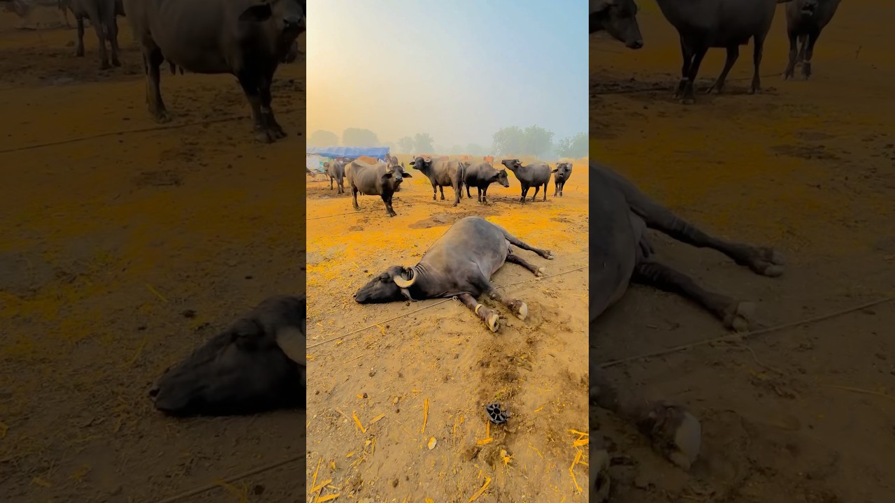 Lagta Hai Apni Bhains Tensionmein Hai #minivlogs #minivlog #hindi