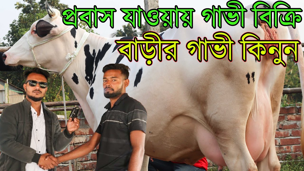 ছোটভাই বিদেশ যাওয়ার কারনে বাড়ীর পালের সেরা ২টি গাভীই বিক্রি করে দিবেন বশির ভাই। গেরস্তের পালের গাভী।
