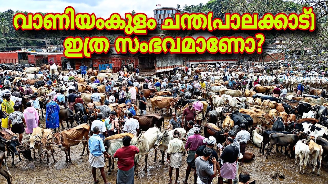 വാണിയംകുളം ചന്ത (പാലക്കാട്) ഇത്ര സംഭവമാണോ?ചന്ത നിറയെ കന്നുകൾ