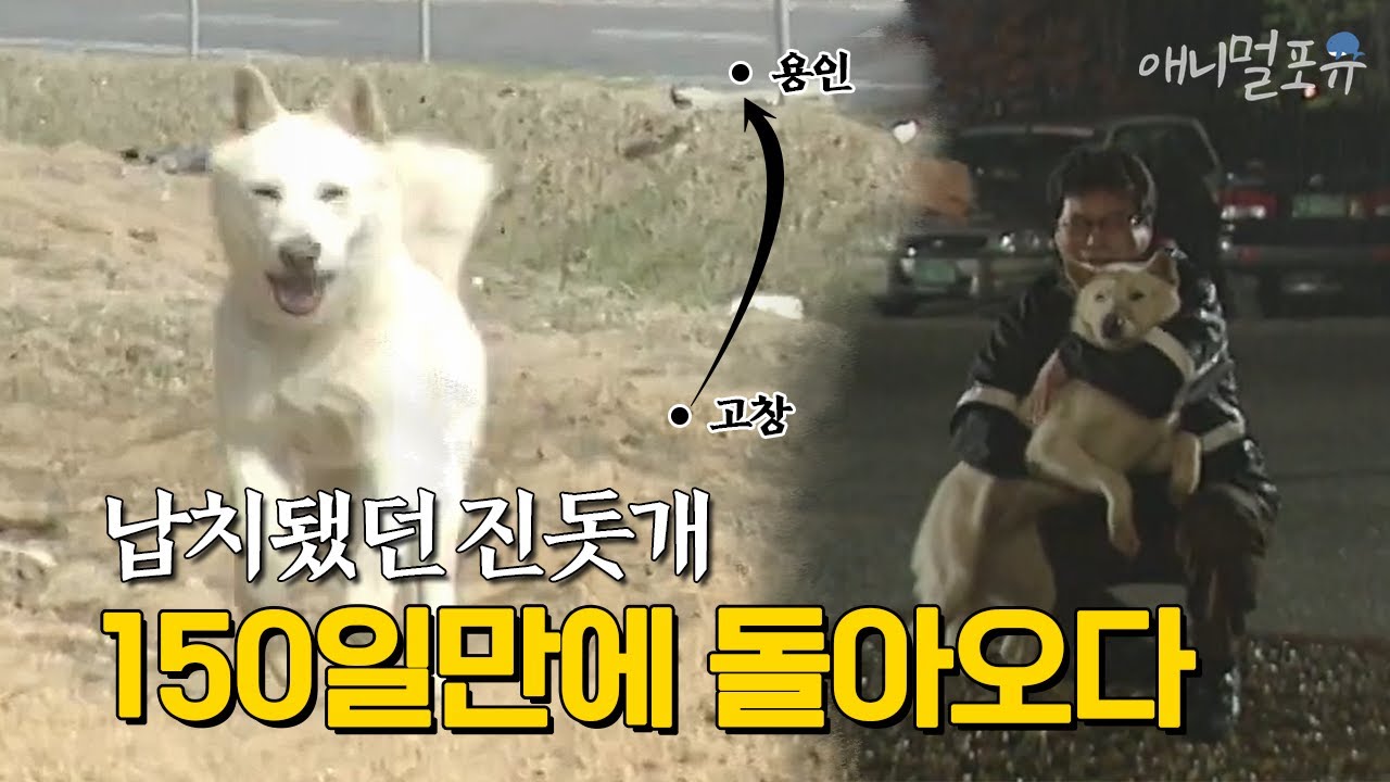 고창에서 용인까지? 납치됐던 진돗개가 150일만에 스스로 주인에게 돌아온 사연 | KBS 특종사건파일 010516 방송