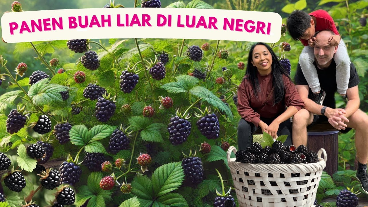 PANEN BUAH LIAR DI LUAR NEGRI | BLACKBERRYNYA  DAH PADA HITAM2 SIAP DIPANEN!!