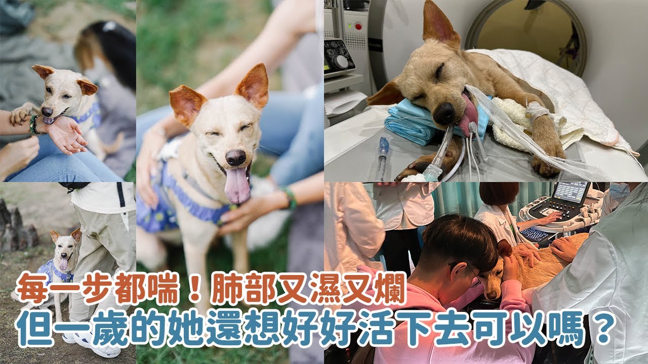 每一步都喘！肺部又濕又爛，但一歲的她還想好好活下去可以嗎？｜等一個家
