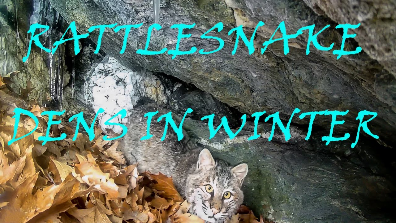 Rattlesnake Dens  in Winter