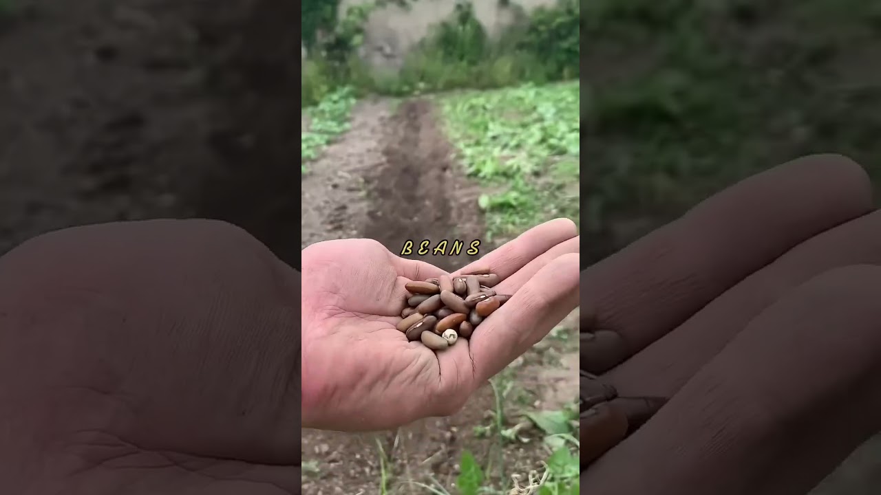 Des HARICOTS #haricot #haricots #permaculture #bio #jardin #potager #timelapse #satisfaisant