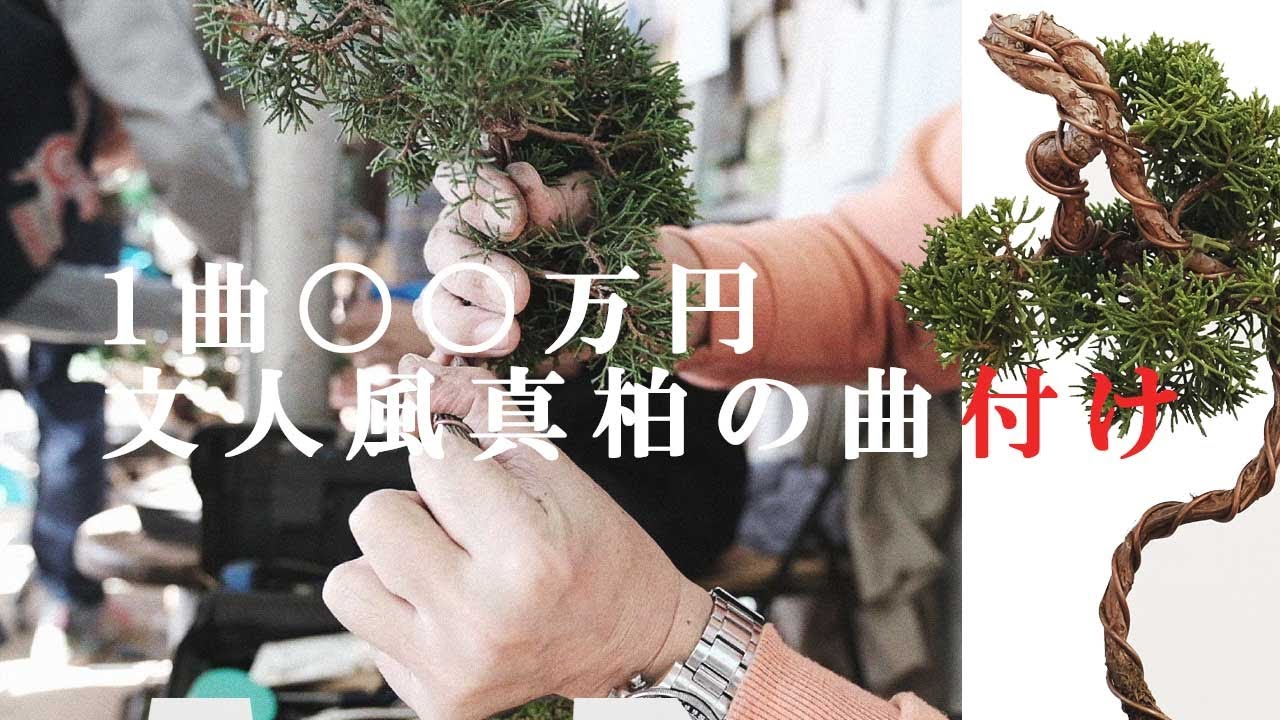 1曲で〇〇万円!？文人調の真柏の曲付け【盆栽Q】