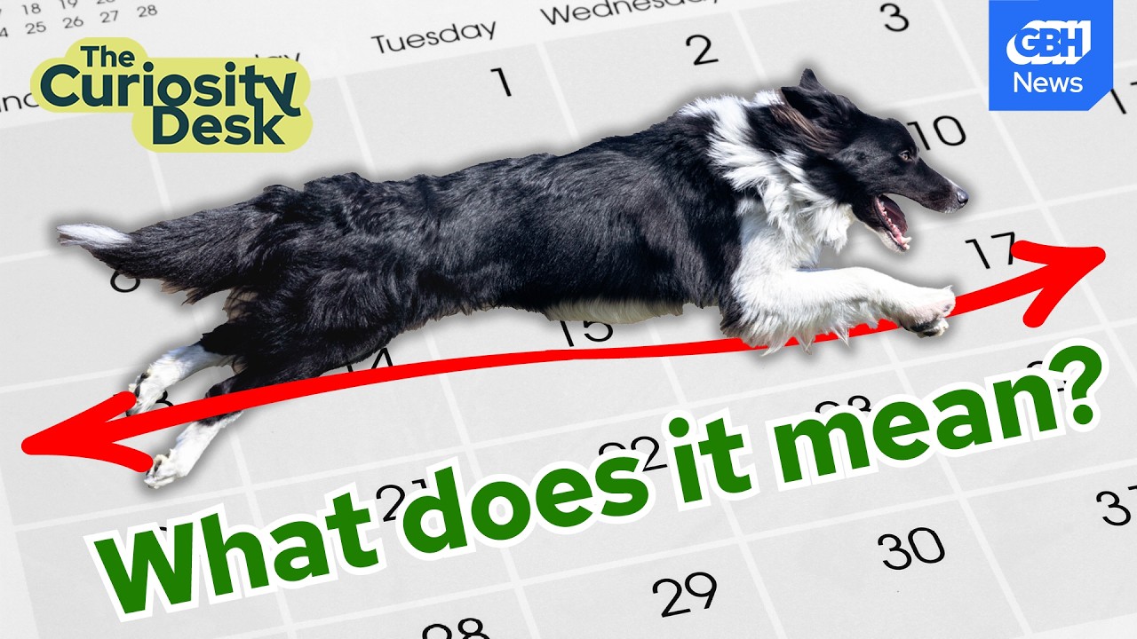 What (And When) Are The Dog Days Of Summer? | The Curiosity Desk