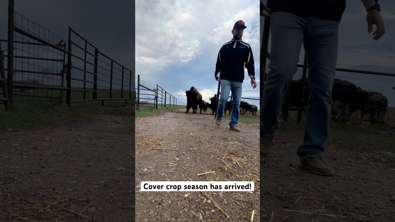 Just bison ranchin&rsquo;. Time for grazing #farm #agriculture #soil #covercrop #regen #bison