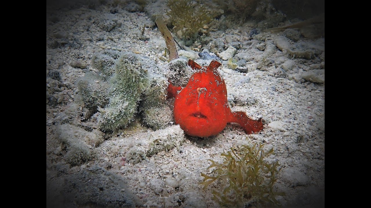 Snorkeling night and day - Tobacco caye - part. 3/4 - Belize 2022