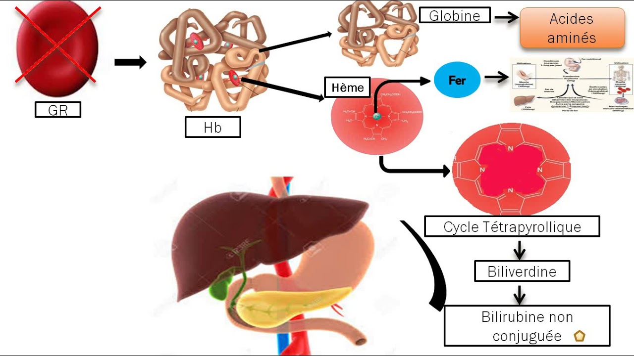 Hémolyse physiologique et pathologique
