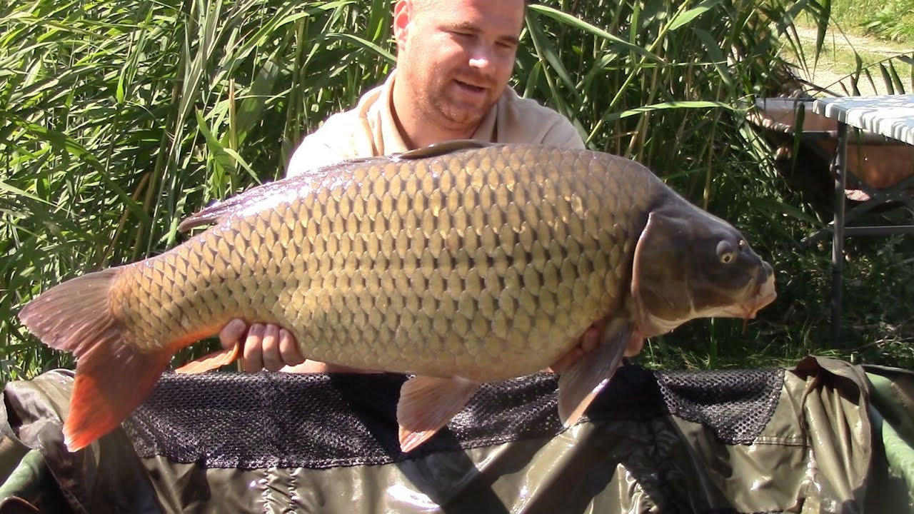 Live de pe New Lake Lazuri 5 stand B2 | Peisaje minunate | O partida la crap excelenta | Concurs