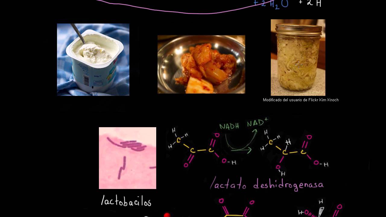 Fermentación del ácido láctico | Respiración celular | Biología | Khan Academy en Español