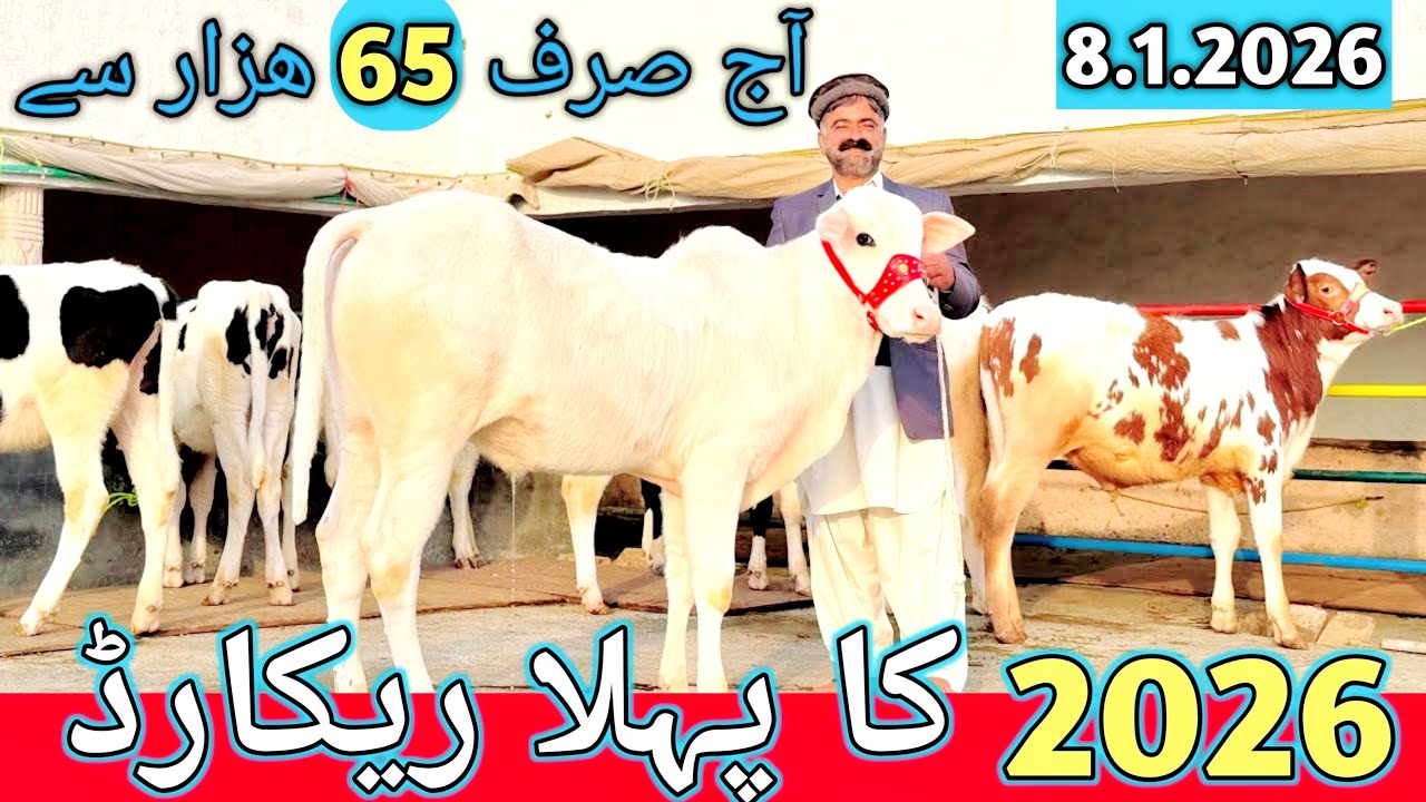 CHAKWAL | Nomi bachri farm | Australian Hf fresion heifers | Gulabi Nukra breader | 2026
