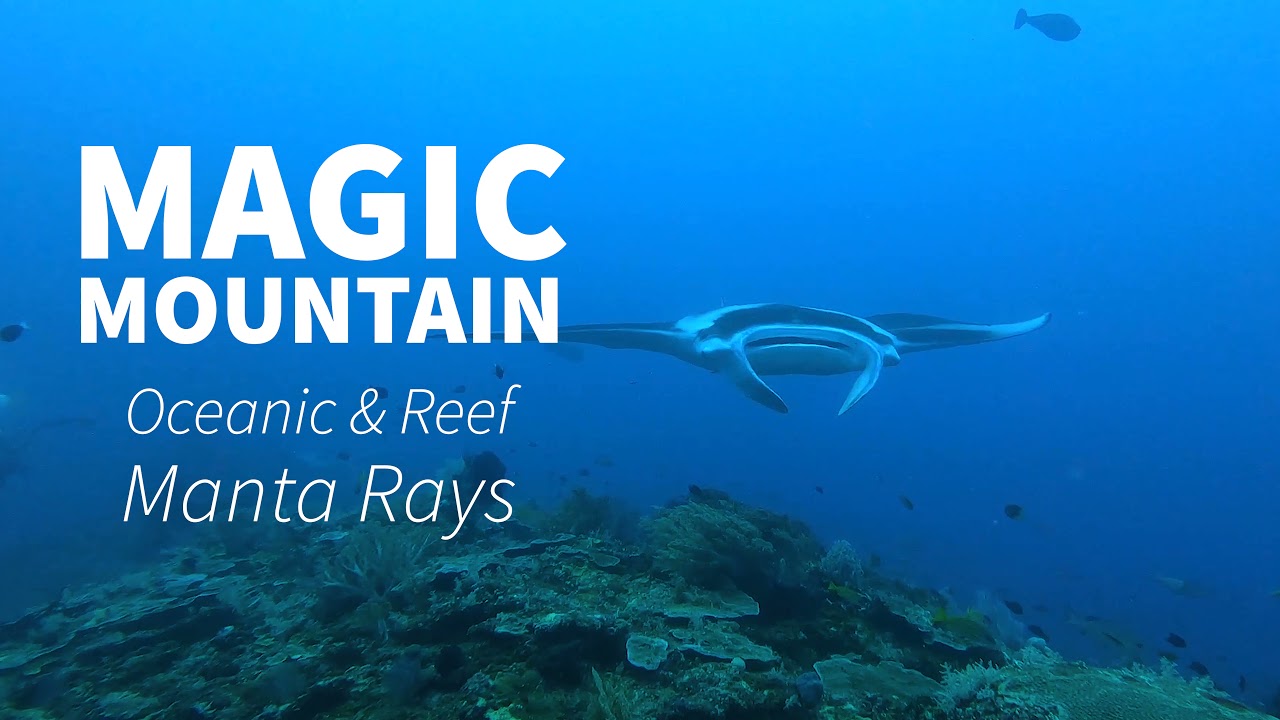 Scuba Diving in Raja Ampat & Misool on the Ratu Laut