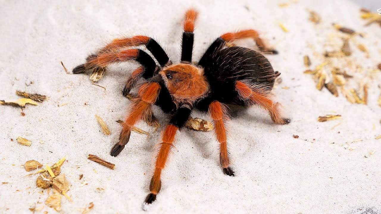 Ptasznik meksykański | Brachypelma boehmei