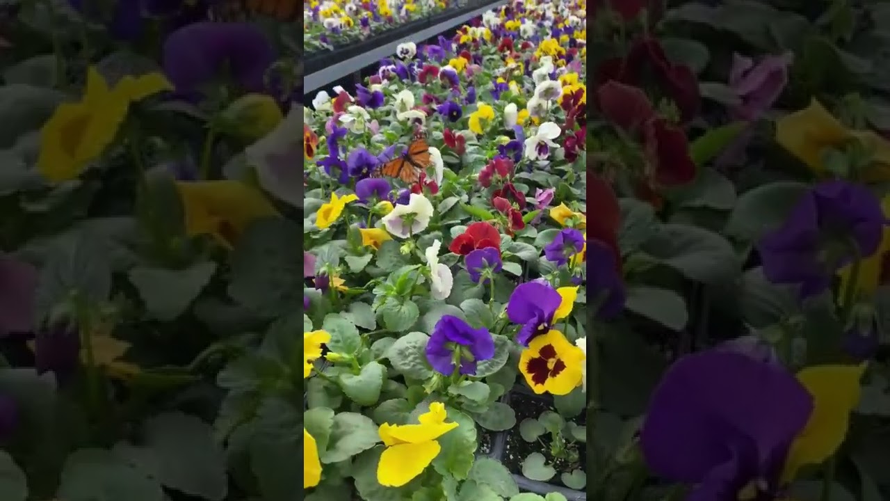 Pansy flowers pansy plants winter season flowering #viralshorts #ytshorts #ytshortsindia #flower