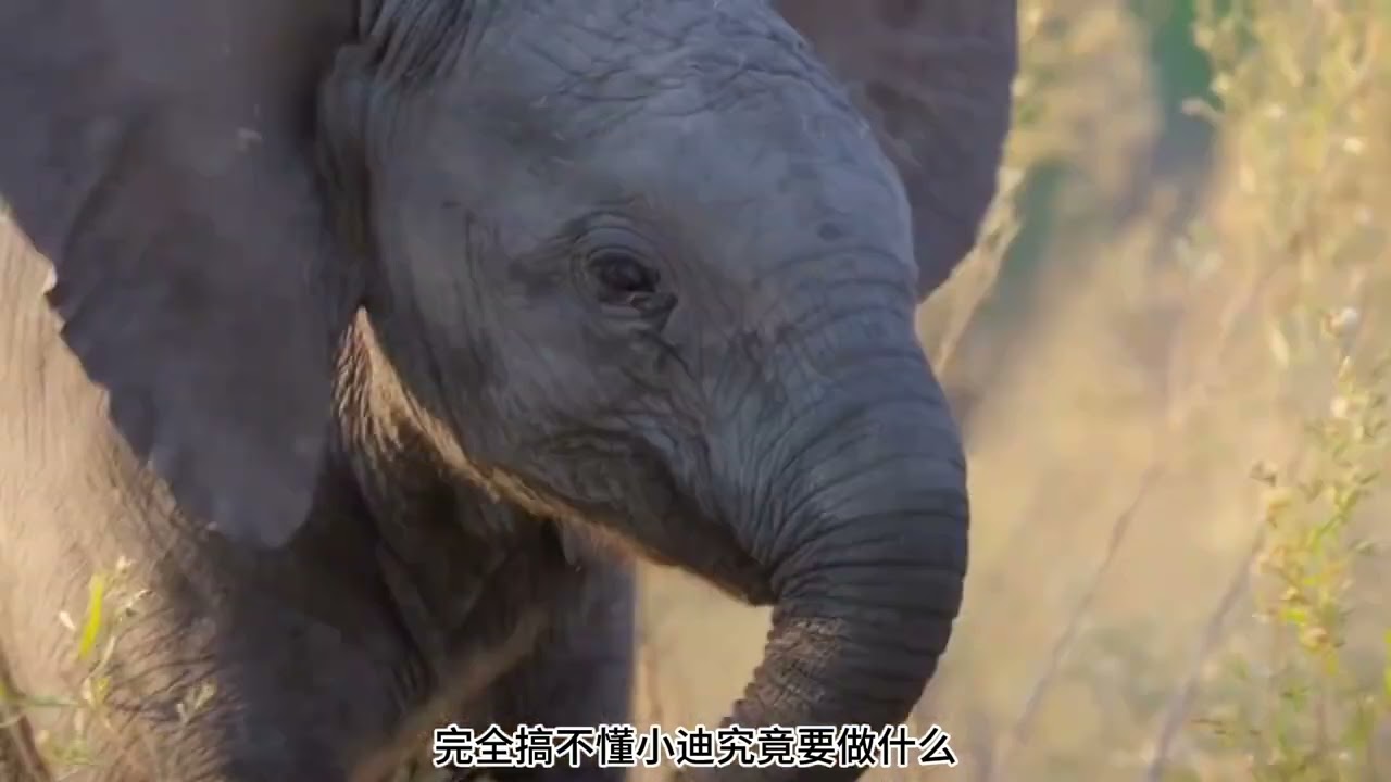 Elephants on a Journey North – A Majestic Migration #Elephants #Wildlife #AnimalWorld