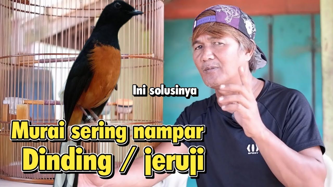 MURAI BATU PERKASA - MURAI YANG AWALNYA MAIN NAKAL SEKARANG BISA MAIN SANTAI ‼️ sarjana murai