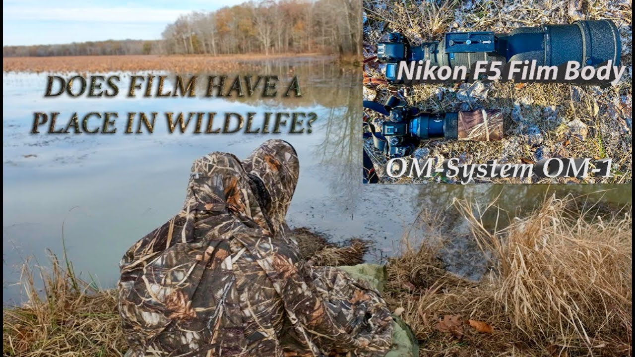 Does Film have a Place in Wildlife Photography?