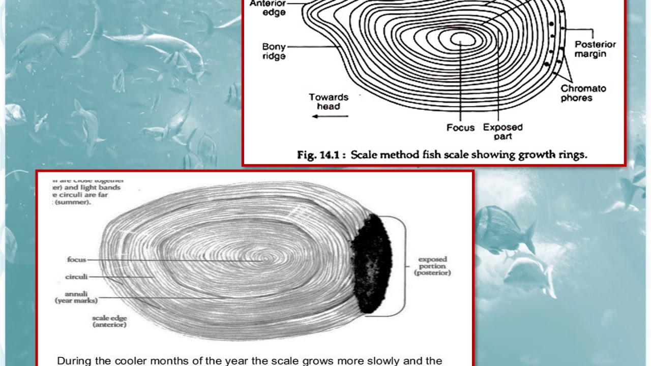 USE OF SCALES IN DETERMINATION OF AGE OF FISH