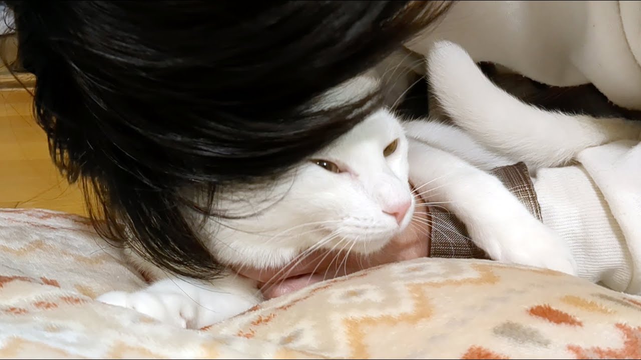 猫の毛並みが、気になる。