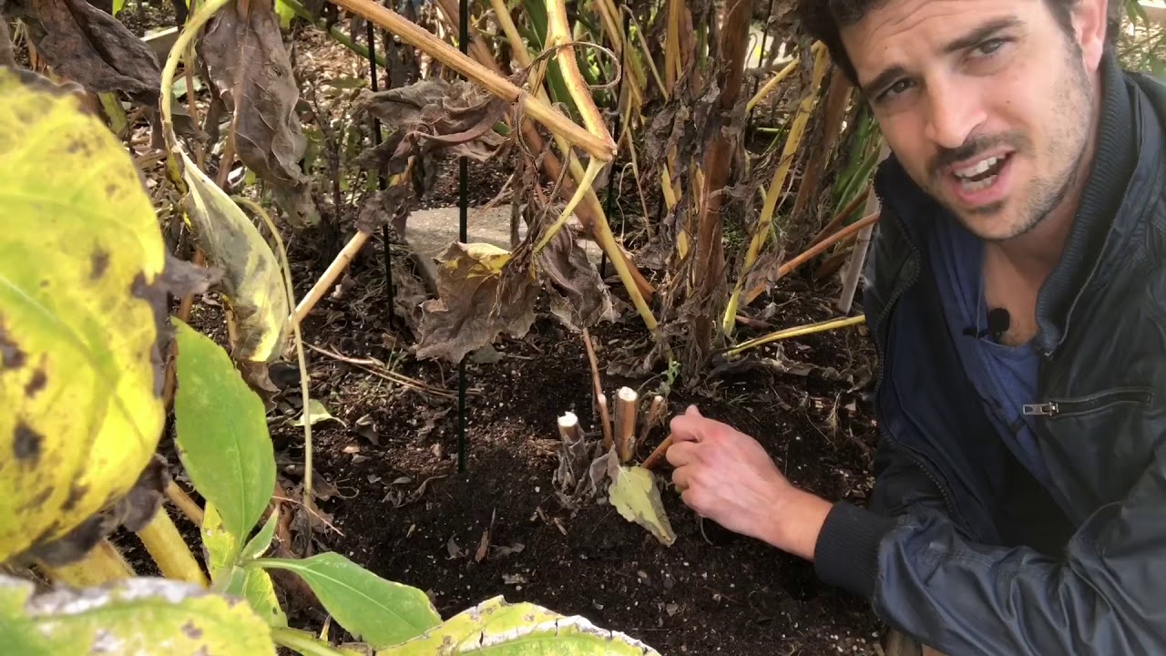 Tips Voor Het Oogsten Van Aardperen!