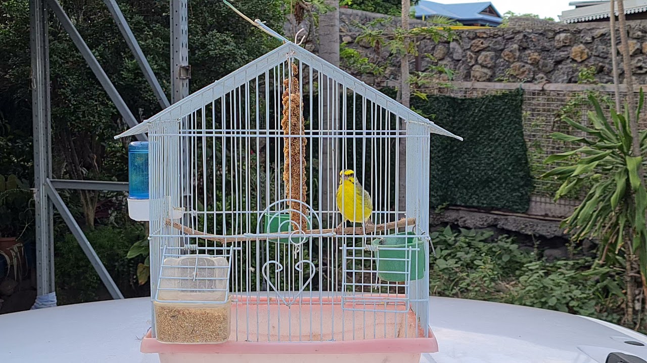 chant serin 12/2021