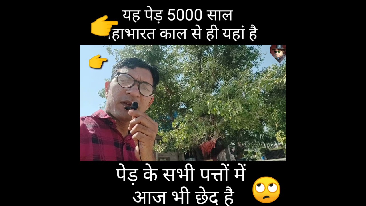 🤔The Peepal tree of Mahabharata's brave Barbareek🤔Even today there are holes in all the leaves🤔#s...