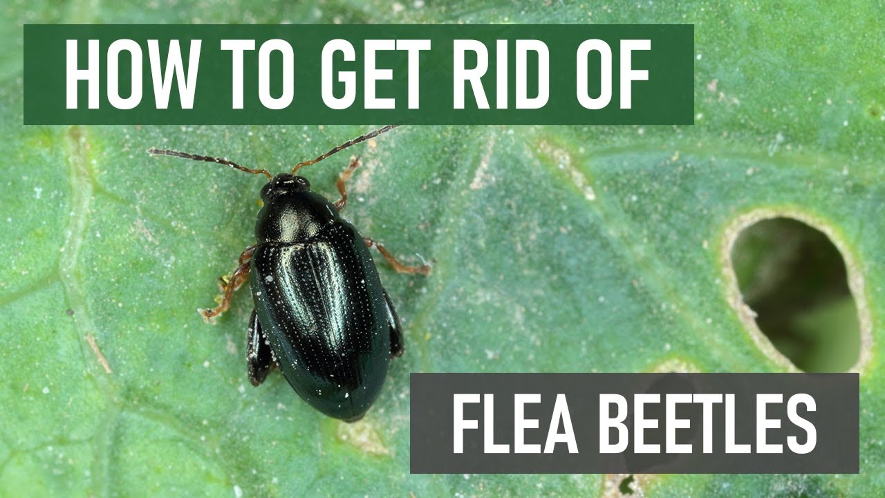 How to Get Rid of Flea Beetles [4 Easy Steps!]