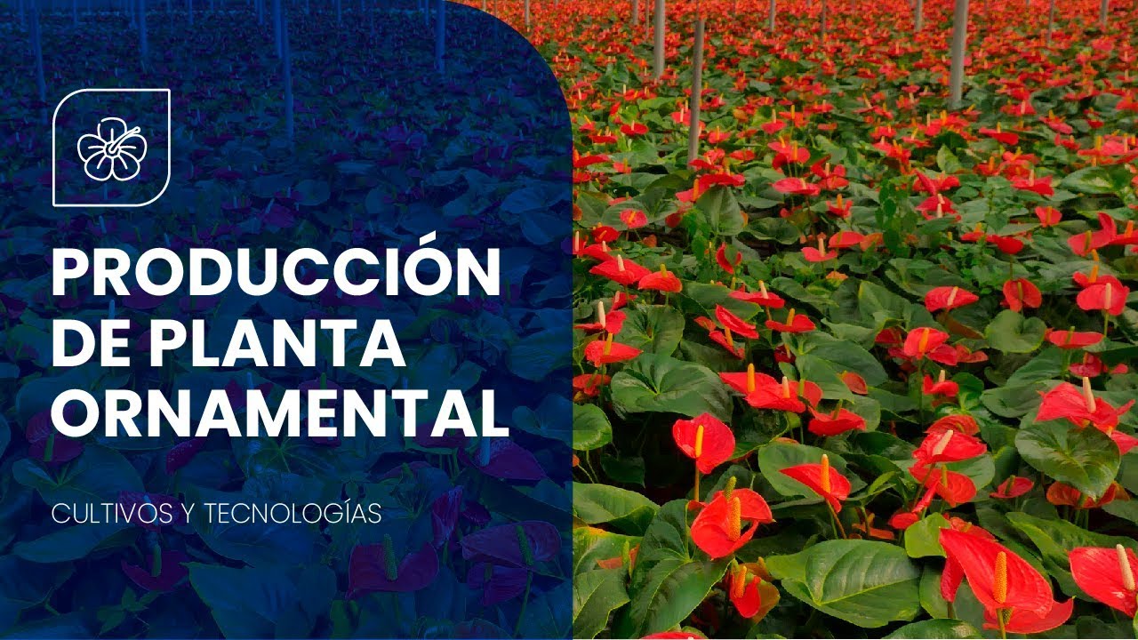VIVERO con 120.000 PLANTAS y FLORES 🌺🌴Siembra y Producción