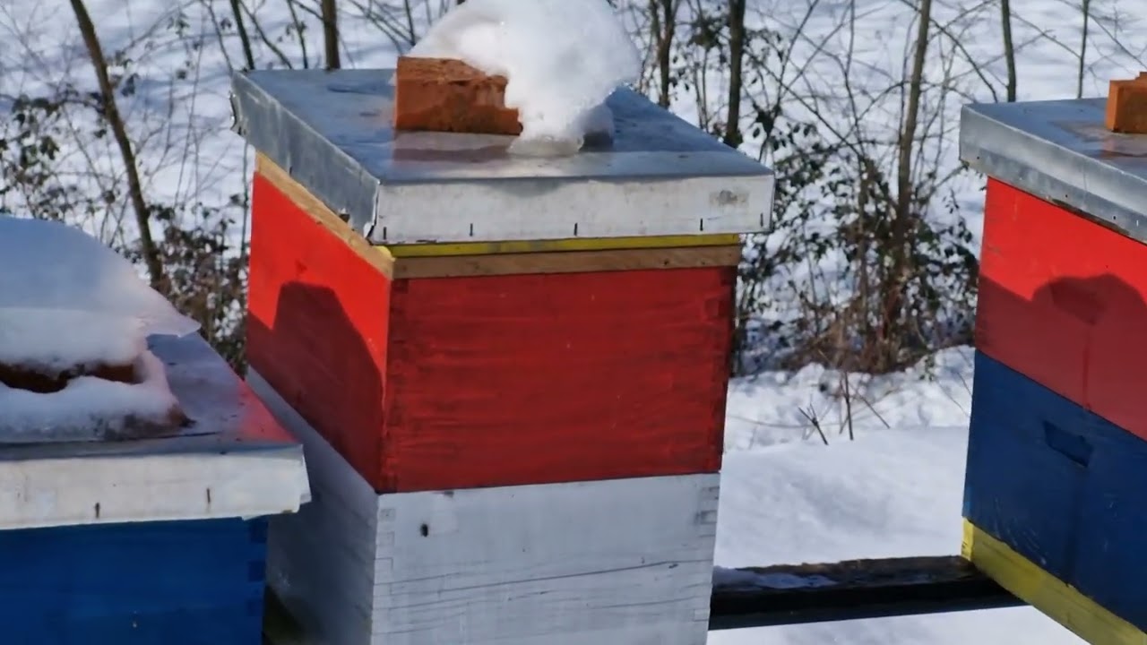PČELARSTVO - Pregled pčelinjaka pod snijegom, na temp. od +11 C, 14.01.26.