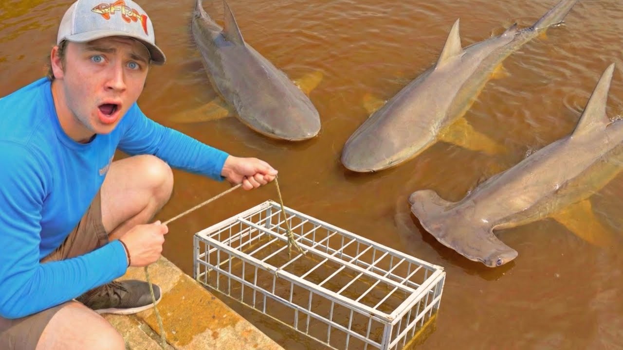 Trapping MONSTER Sharks For My BACKYARD POND!