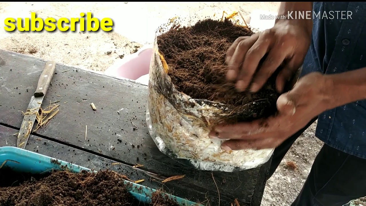 Mushrooms cultivation|mushroom cultivation in telugu|పుట్ట గొడుగులు పెంపకం|mushrooms|
