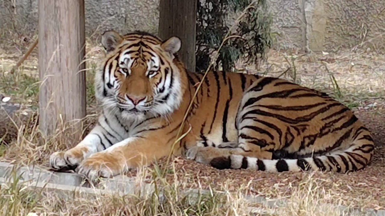 2026/02/08　アムールトラのアース