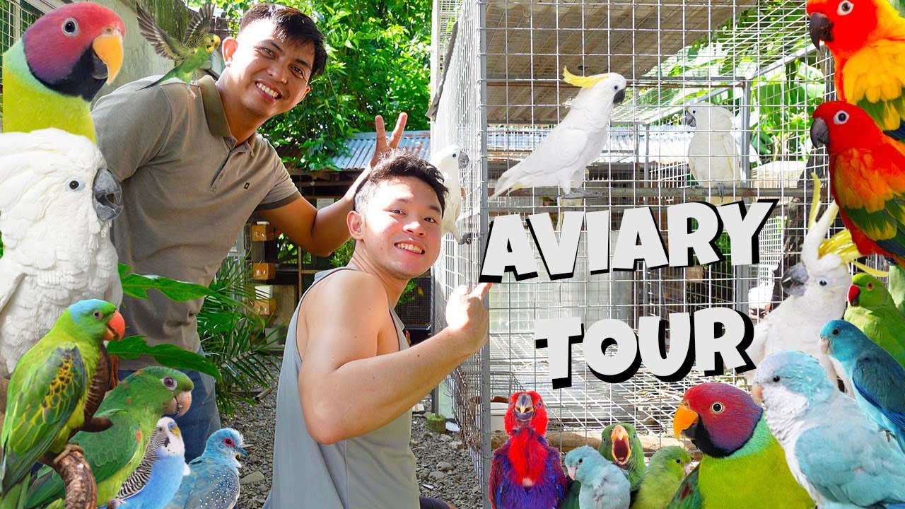 NEW SET UP! DAVEST AVIARY BIRD TOUR!