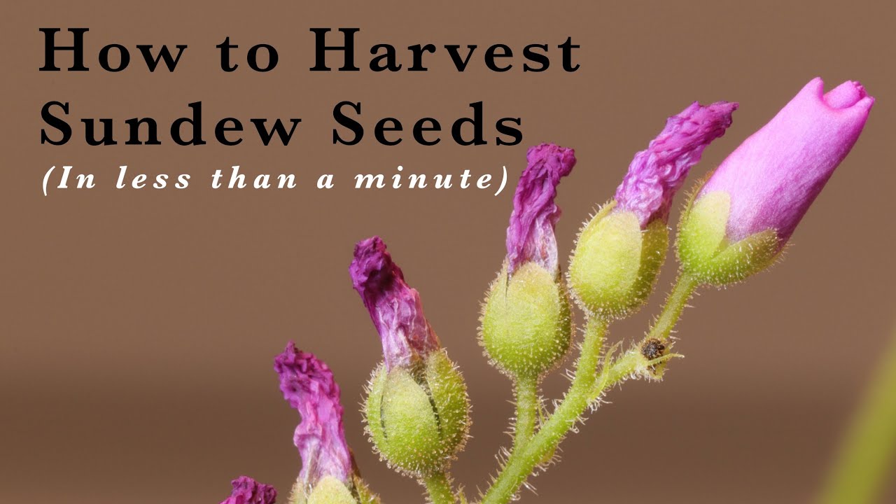How to Harvest Sundew (Drosera) Seeds