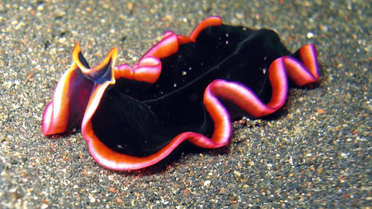 Filo Platyhelminthes – Parte 1: Características Gerais.