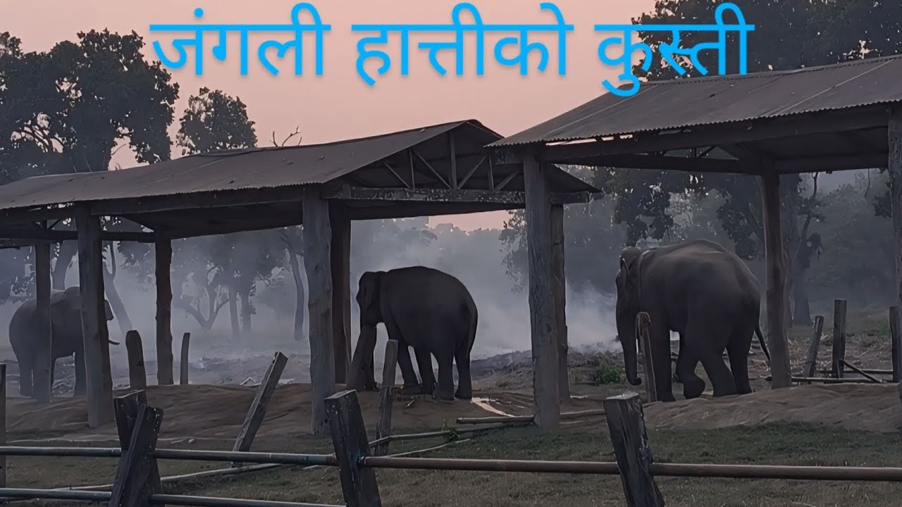 रोनाल्डो हात्तीले लखेटेर जङ्गलमै पुराए हेर्ने जति सबै डराएर भागाभाग भए... wild elephants fight
