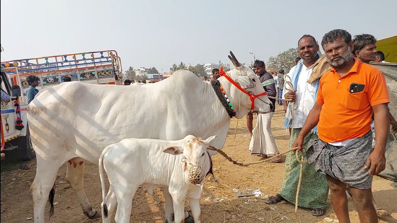 పెబ్బేరు శనివారం సంతలో ఈ వారం ఆవుల ధరలు | Pebbair Saturday cow market | cow prices @purnafarms 