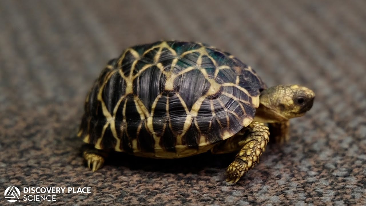 Creature Feature: Burmese Star Tortoise