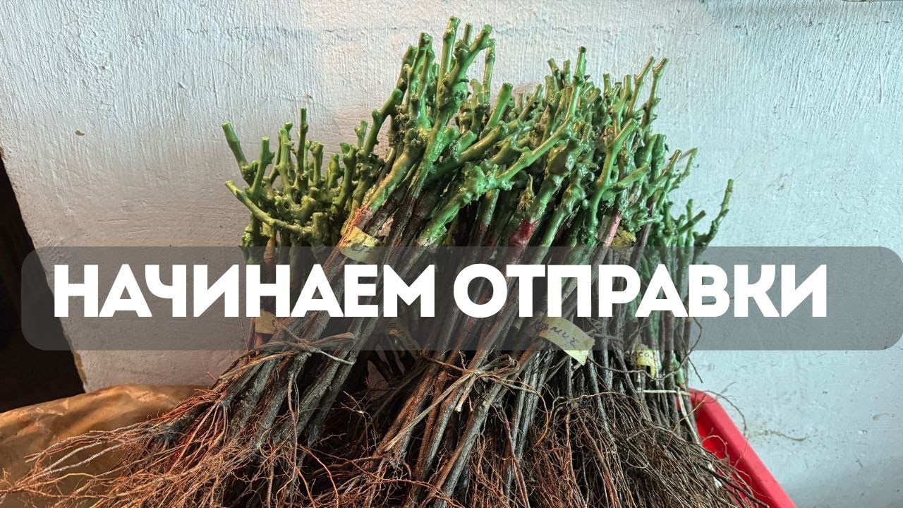 Вот почему мои саженцы разбирают ещё до начала продаж!