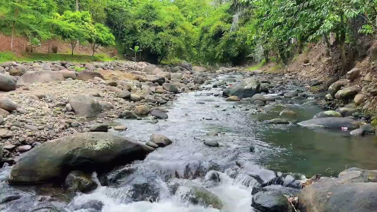 Soft River Flow in Green Forest for Deep Sleep & Emotional Healing