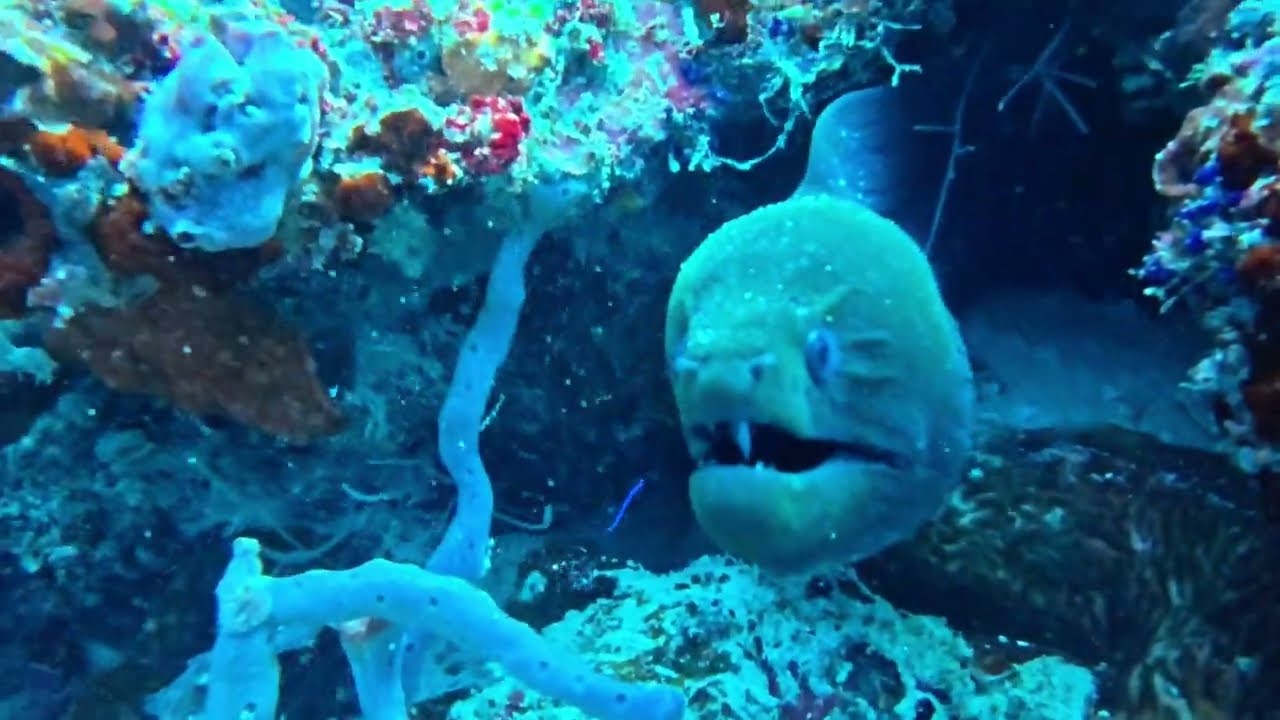 Maldives underwater #12 - Nice Moray Eel and Giant Clam