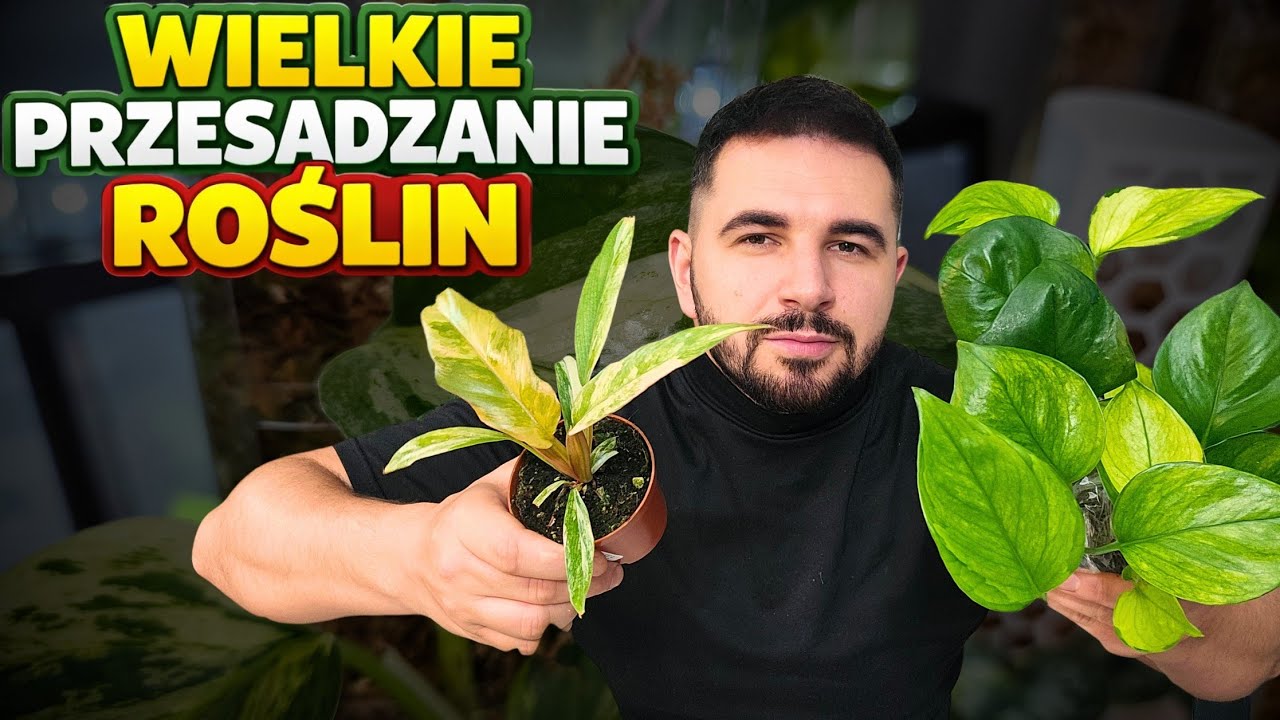 WIELKIE przesadzanie i palikowanie ROŚLIN 🌿 ZOBACZ EFEKTY 😲