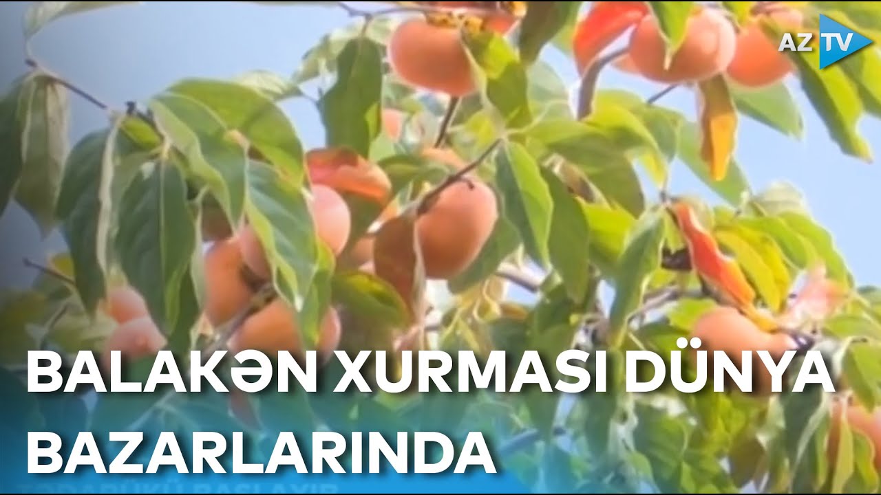 Balakəndə xurma yığımı davam edir: məhsul dünya bazarlarına çıxarılır