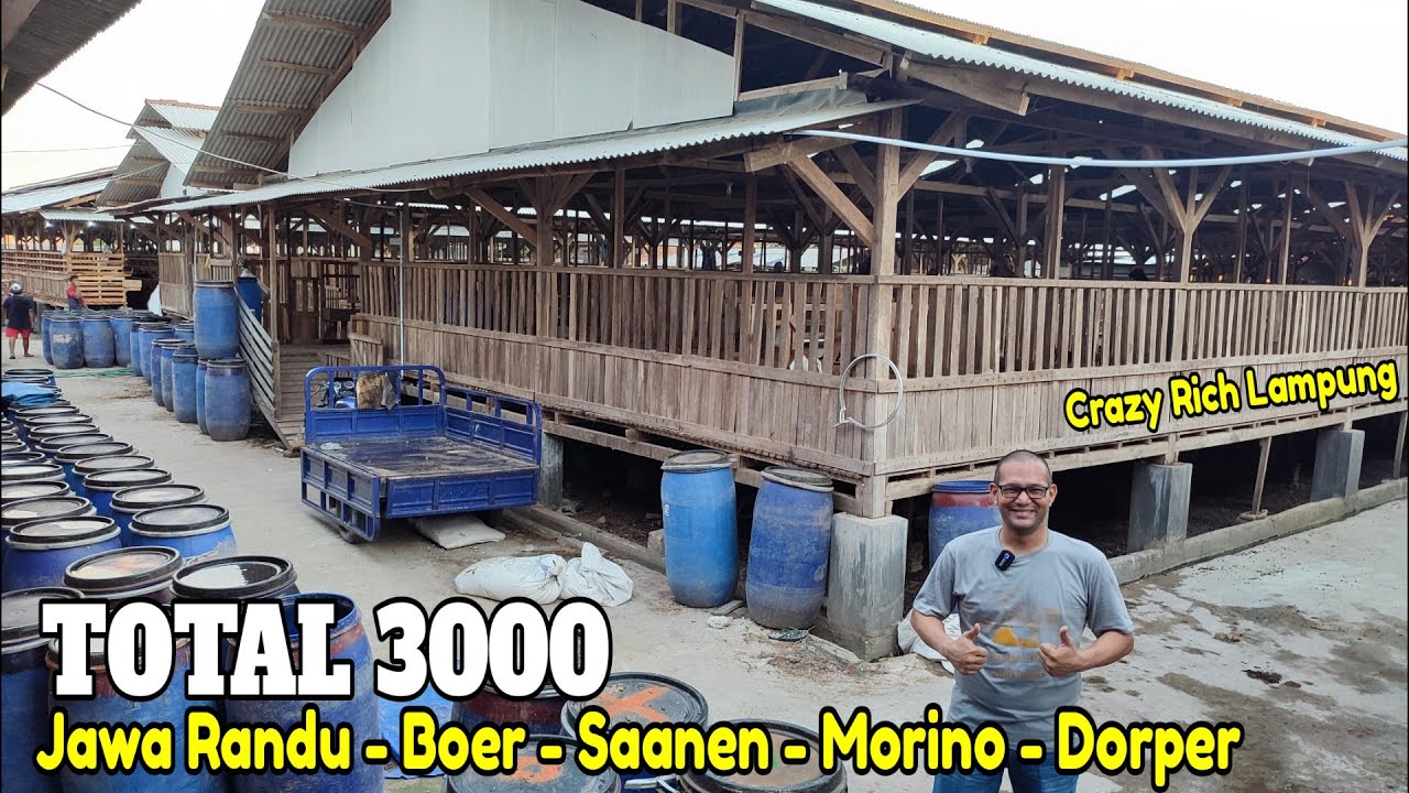 PETERNAKAN KAMBING TERBESAR DI LAMPUNG. EB FARM 3000 EKOR