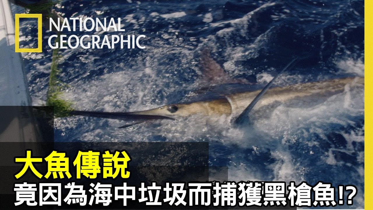 罕見的黑槍魚,是這次卡特的終極目標，然而他絕對想像不到這回的魚是這樣捕上來的!!【大魚傳說】