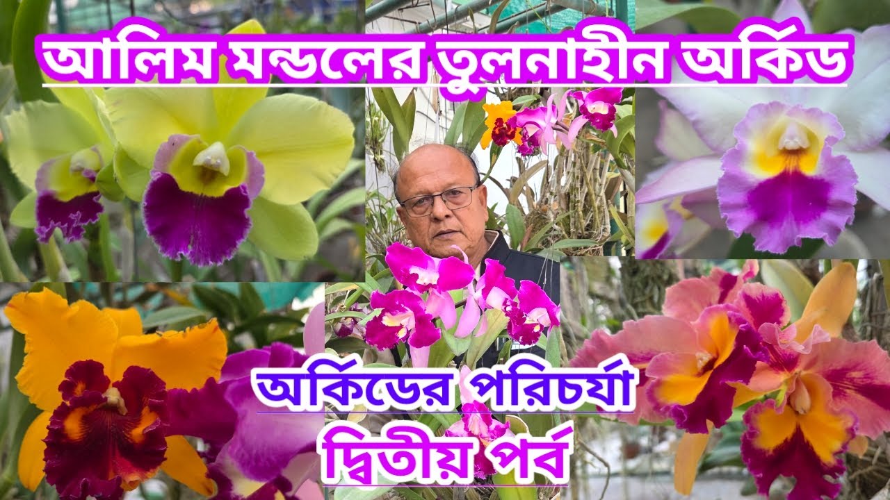 আলিম মণ্ডলের তুলনাহীন অর্কিডের পরিচর্যা||দ্বিতীয় পর্ব|| Beautiful Orchid Care Of Alim Mondal ||